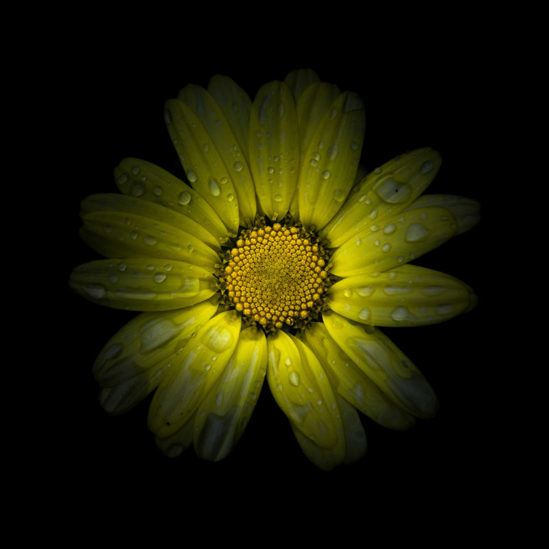 Marguerite jaune II, H 36 po x l 36 po
