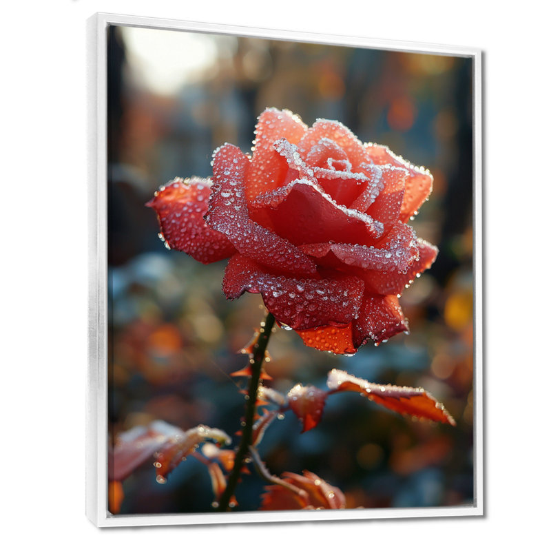 Rose rouge matin, aube, gouttes de rosée - art mural salon rose, H 44 po x l 34 po x P 1,5 po, Toile encadrée flottée blanche