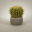 Faux Cactus Succulent in Clay Pot