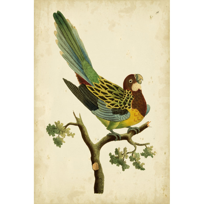 Nodder Tropical Bird Pl. 93 (A) by Frederick P. Nodder - Wrapped Canvas Painting, 46cm H x 30cm W x 3.8cm D
