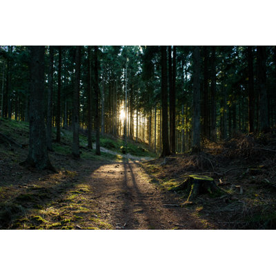 Forêt d'automne - Photographie sur toile tendue