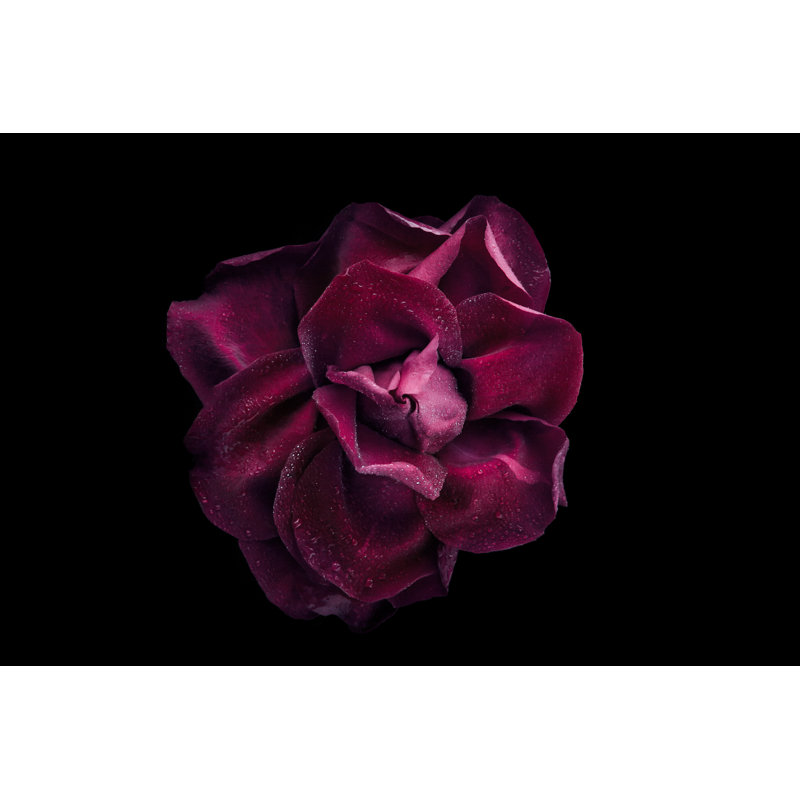 Dark Rose With Water Drop On Black Background Top View by KarpenkovDenis - Wrapped Canvas Print, 30cm H x 46cm W x 3.8cm D