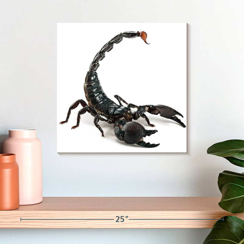 Crowle Scorpion, 16" H x 16" W