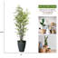 Panama Real Touch Taro plante en pot
