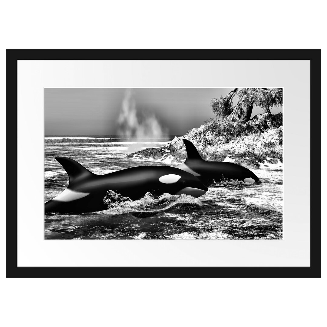 Gerahmtes Poster Orcas vor Insel