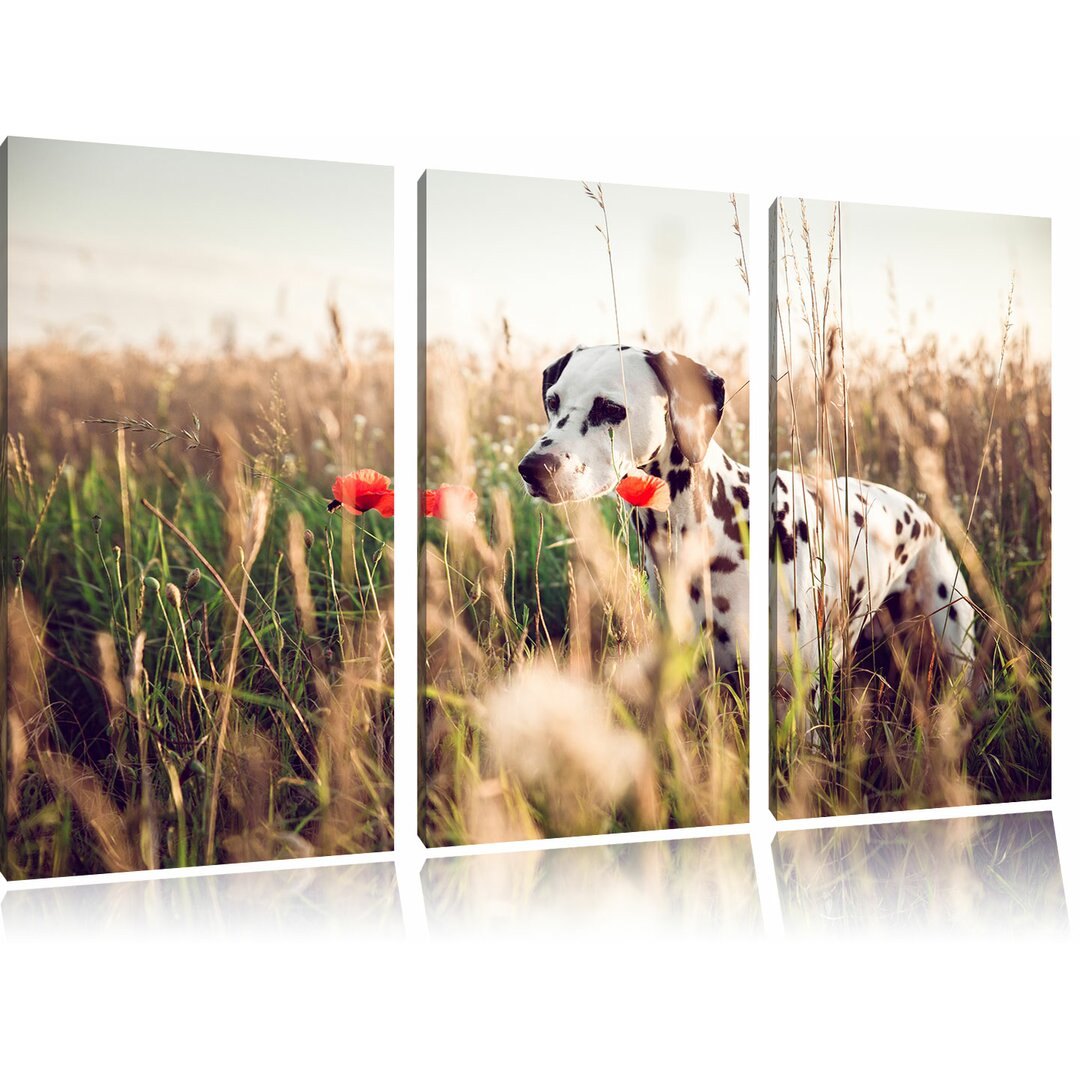 3-tlg. Leinwandbilder-Set Neugieriger Hund im Feld, Fotodruck