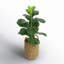30'' Faux Fiddle Leaf Fig Tree in Wicker/Rattan Basket
