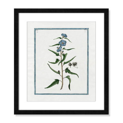 Colombe "Shabby Elegance Botanical I" Print