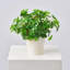 A Bit of Luck - Lifelike Faux Shamrock Clover in Checkerboard Ceramic Pot Artificial Plant St. Patrick's Day Spring Arrangement