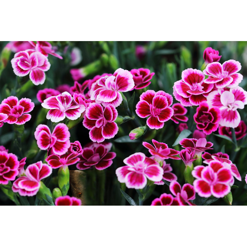 Beautiful Color Flowers by Mayerberg - Wrapped Canvas Print, 20cm H x 30cm W
