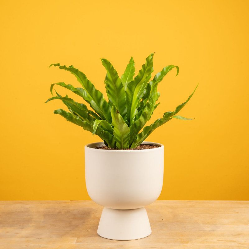 Bird''s Nest Fern in Ceramic Planter