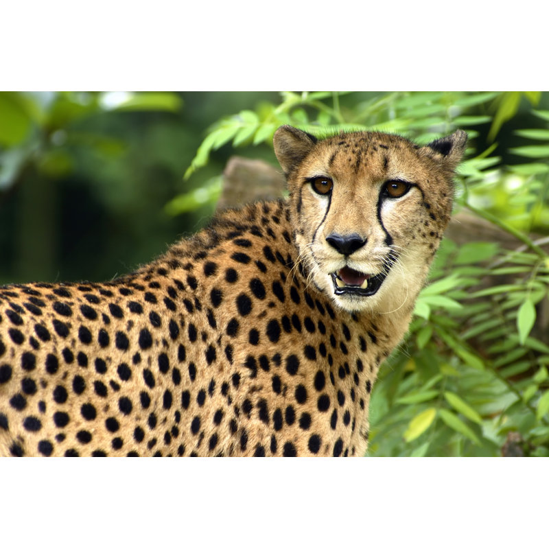 Wildlife by Jeryltan