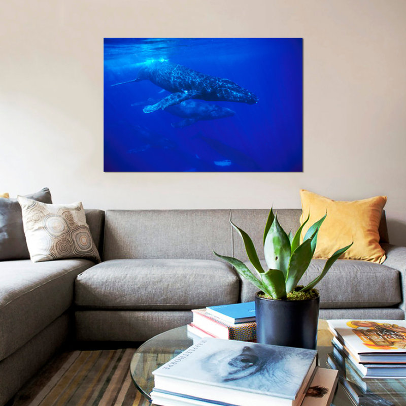 " A Large Pod Of Travelling Humpback Whales, Maui, Hawaii (Photo Obtained Under NMFS Permit 987) " by Flip Nicklin, No Mat