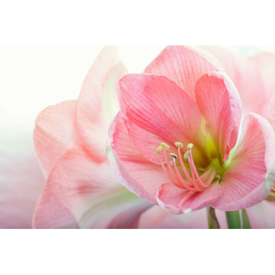 " Amaryllis Flowers " by Svetlana Moon