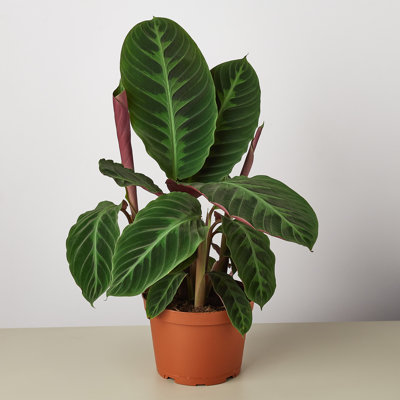 House Plant Shop Live Foliage Plant