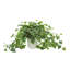 Variegated Ivy in Ribbed Ceramic Vase