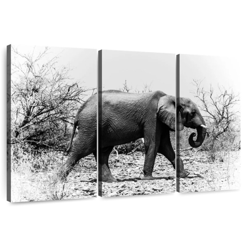 Éléphant d'Afrique au Botswana, H 28 po x l 45 po