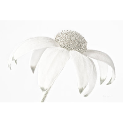Flannel Flower Neutral 1 Piece Wrapped Canvas Wall Art