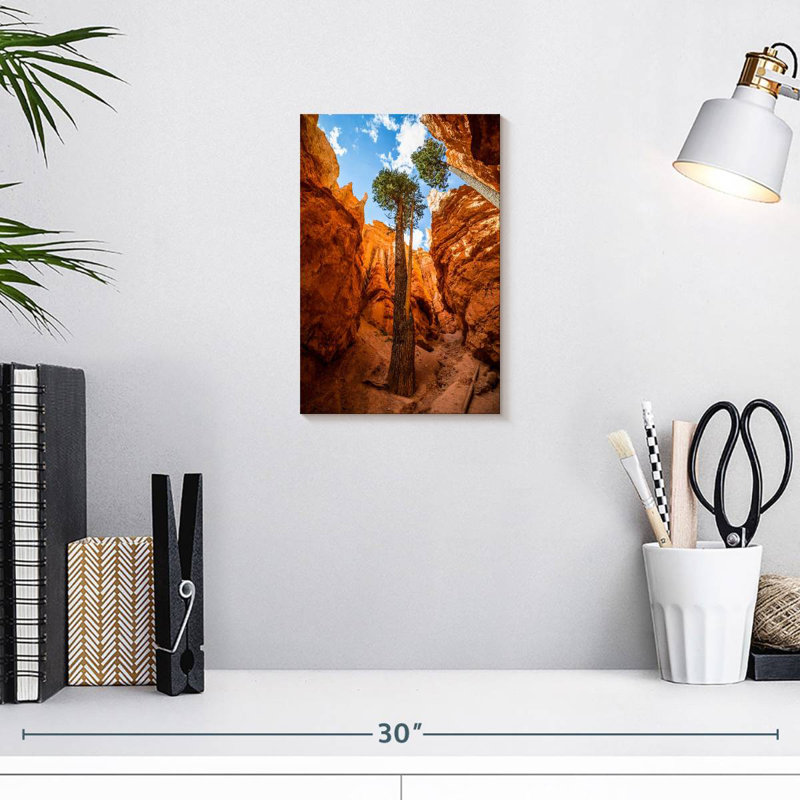 Navajo Forest