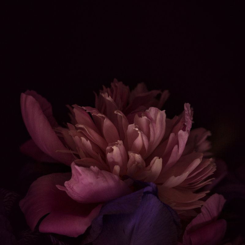 Peony Dark by Jeja - Wrapped Canvas Print, 91cm H x 91cm W