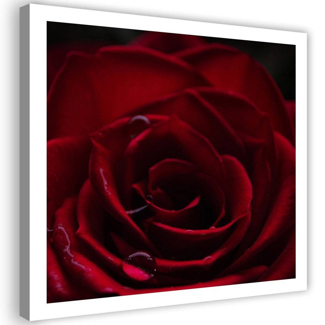 Leinwandbild Red rose charm