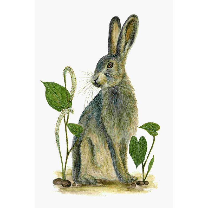 Black-Tailed Jackrabbit II by Melissa Wang - Wrapped Canvas Print, 30" H x 20" W  