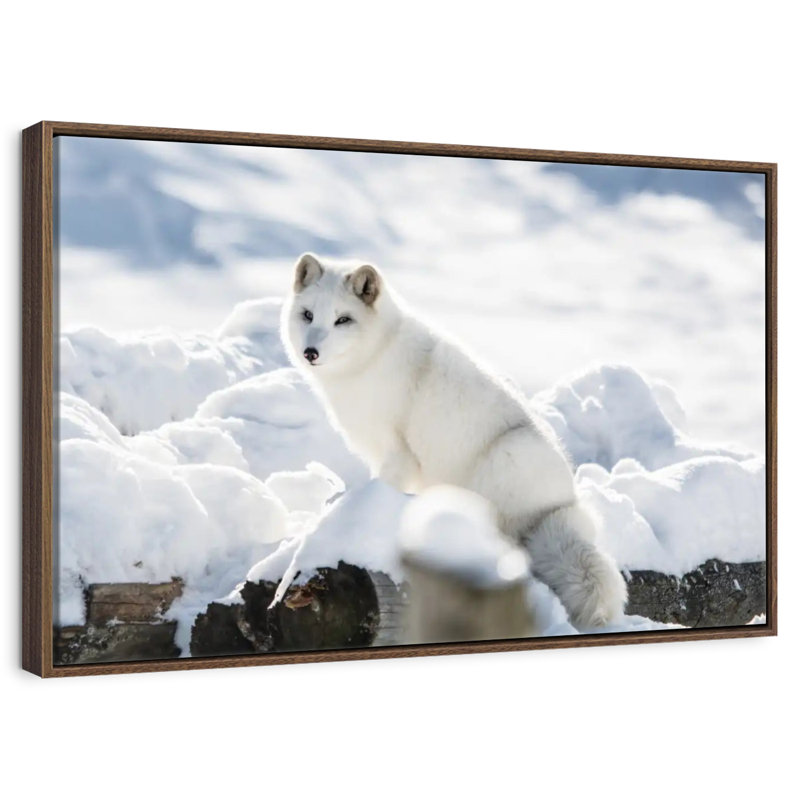 Renard arctique, 37 po x 25 po, Cadre flottant noyer