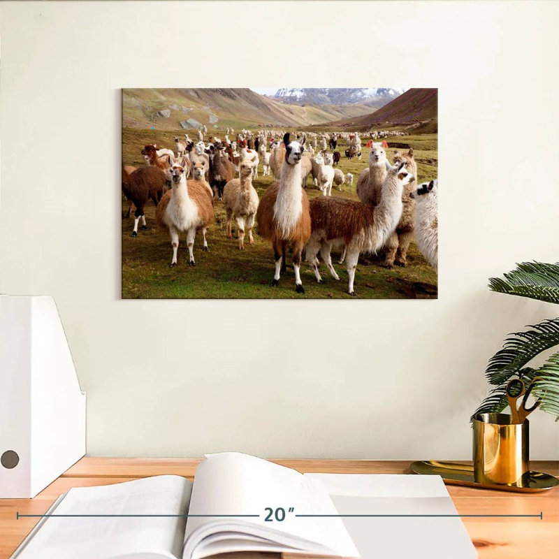 Brampton, lamas et alpagas, H 8 po x l 12 po