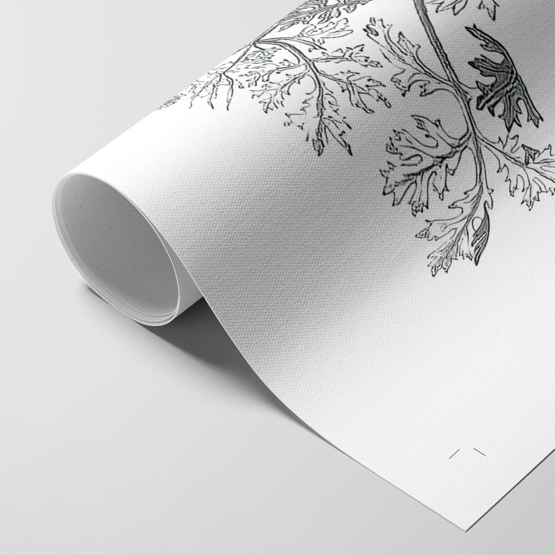 B&W Plant Spechantillon II - Impression sur toile seulement - NON CADRE, H 18 po x l 12 po