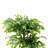 Amee 61" H Creative Shaped Faux Ficus Tree in Pot