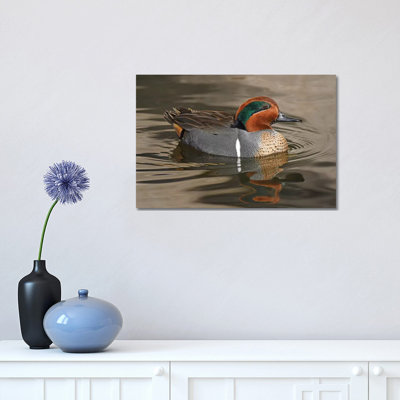 Handsome Green-Wing Teal 1 Piece Wrapped Canvas Wall Art