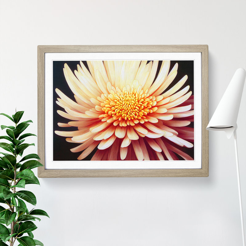 Sensational Chrysanthemum Flower - Framed Print, 34cm H x 46cm W x 2cm D, Oak 
