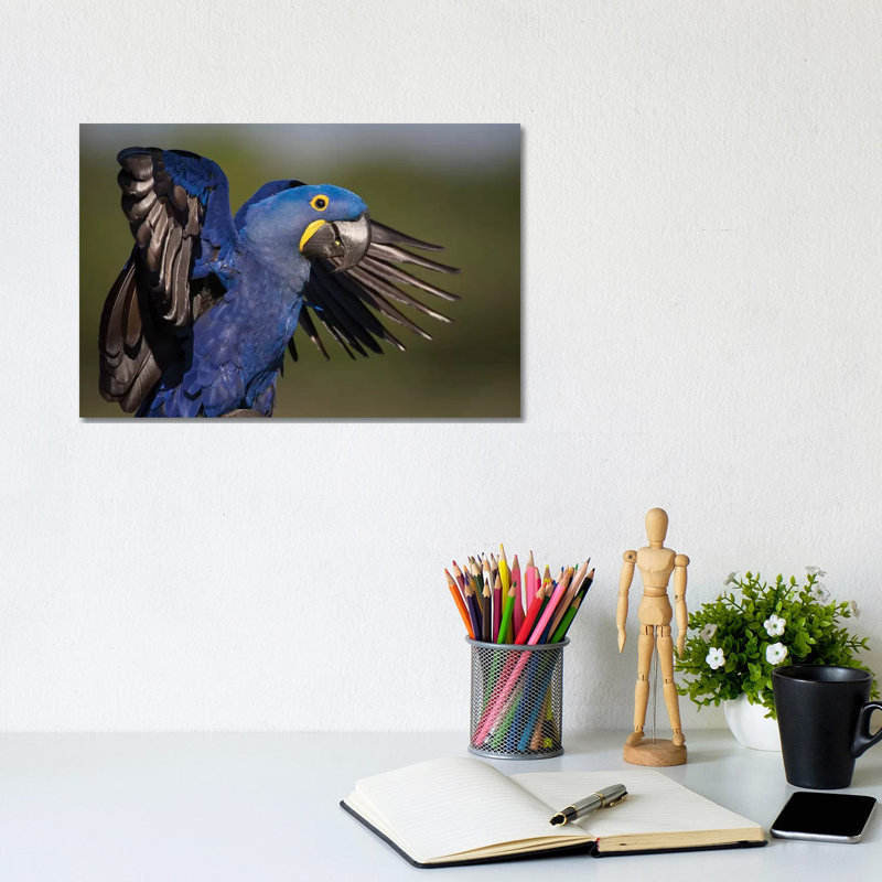 Hyacinth Macaw Flapping Wings by Mogens Trolle - Wrapped Canvas Print, 20.32 cm H x 30.48 cm W