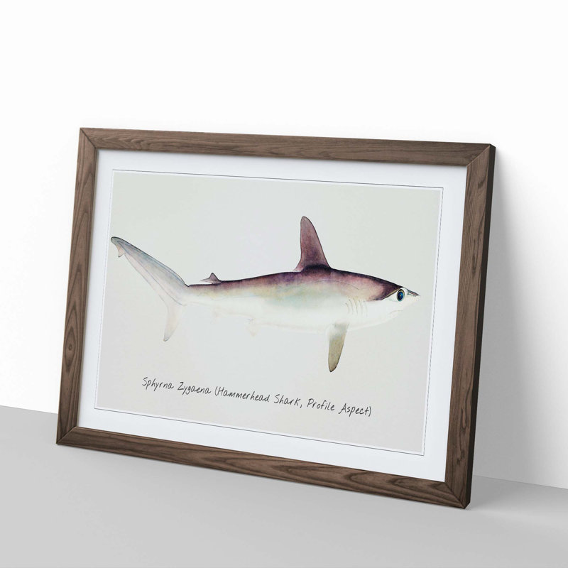Illustration of a Hammerhead Shark by F.E. Clarke - Picture Frame Painting Print, 27cm H x 36cm W x 2cm D, Walnut Framed