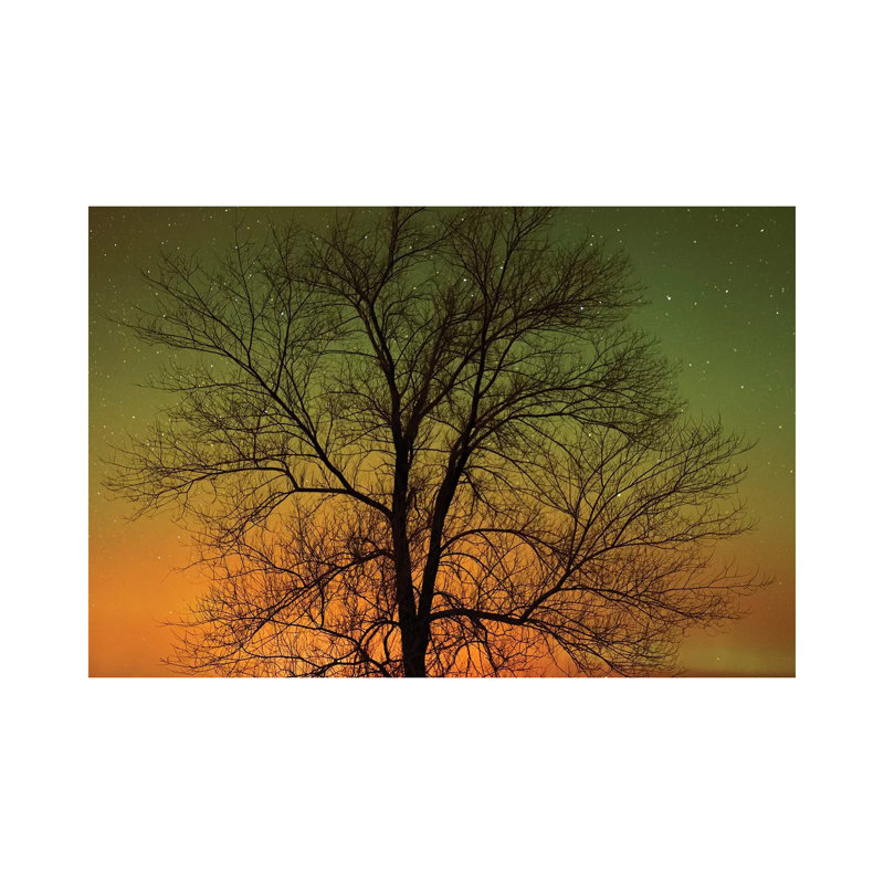 Canada, Manitoba, Birds Hill Provincial Park. Aurora Borealis And Cottonwood Tree 1 Piece Wrapped Canvas Wall Art