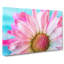 Pink Daisy Flower - Wrapped Canvas-56639139