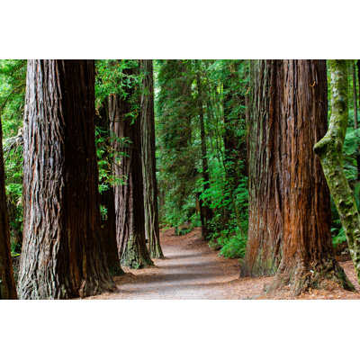 Rotorua Redwoods Forest by Rod Hill - Wrapped Canvas Print