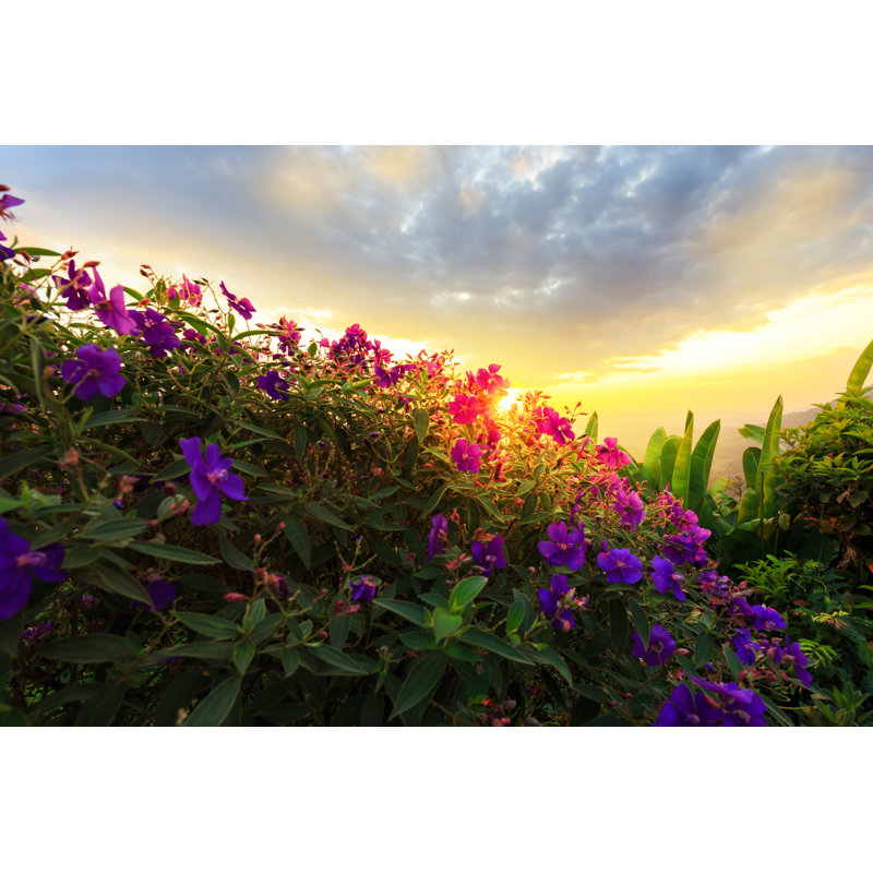 Purple Princess - Wrapped Canvas Print, 30cm H x 46cm W x 3.8cm D