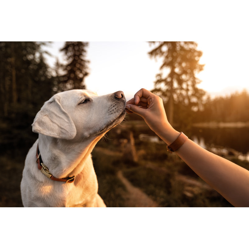 Young Beautiful Labrador Retriever Puppy - Wrapped Canvas Print, 30cm H x 46cm W x 3.8cm D