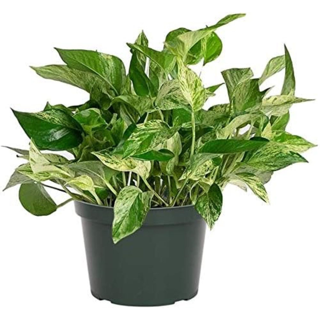 Low Light American Plant Exchange Marble Queen Pothos, 6-Inch Pot, Live Vining Plant, Easy Care Houseplant for Home & Garden American Plant Exchange