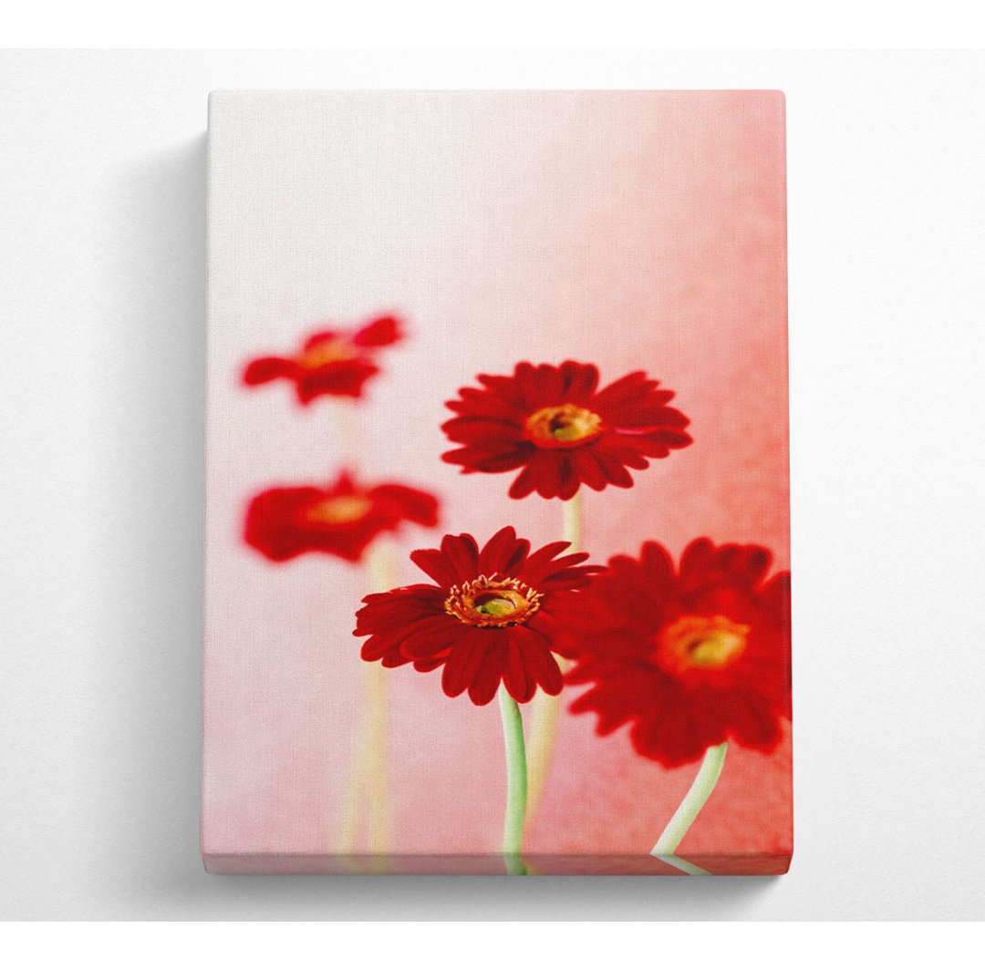 Rote Gerbera auf Rosa - Leinwanddrucke im Wrapping