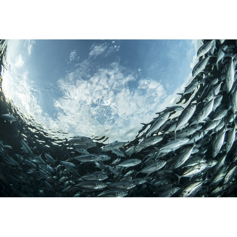 Underwater by Atese - Wrapped Canvas Print, 30cm H x 46cm W x 3.8cm D