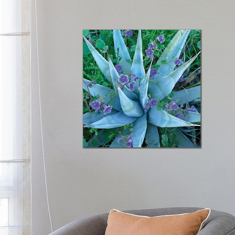 Bluebell and Agave, North America II 1 Piece Wrapped Canvas Wall Art, 66.04 cm H x 66.04 cm W x 1.91 cm D