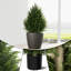 Adorable plante en pot de cèdre artificiel-225449834-225449832