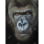 «Gorilla Face», reproduction sur toile