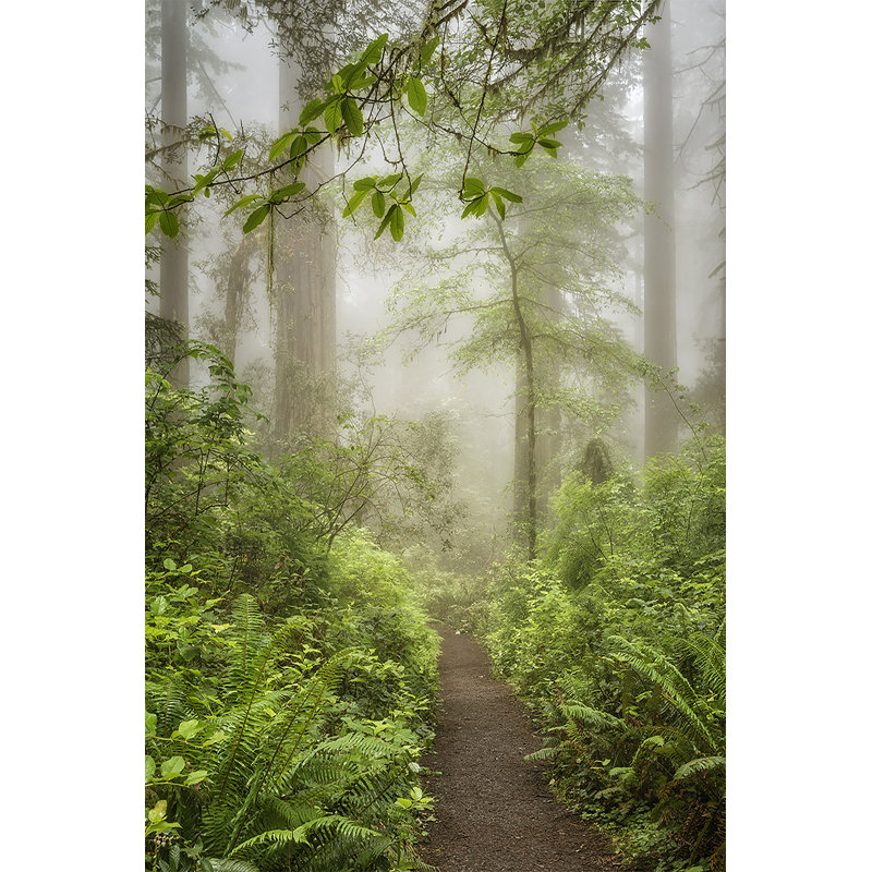 Summer Forest I by Dianne Poinski - Canvas Photograph Print, Wrapped Canvas, 122cm H x 81cm W