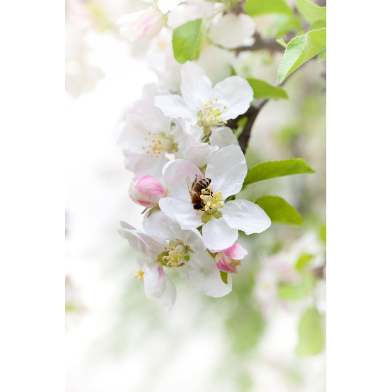Bee 1 Piece Wrapped Canvas Wall Art, 30cm H x 20cm W x 3.8cm D