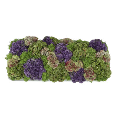 Sedum Arrangement in Box