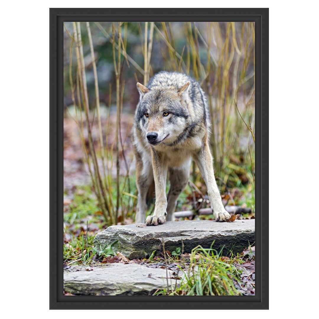 Gerahmtes Wandbild lauernder Wolf