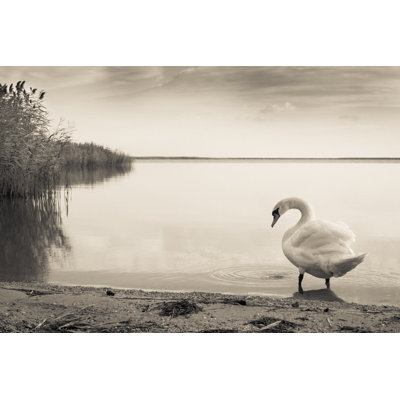 Gloomy Swan Lake - Wrapped Canvas Print
